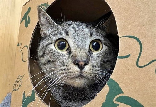 CHAI, an adoptable Domestic Medium Hair in St. Louis, MO