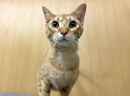 CHEETO, an adoptable Domestic Medium Hair in St. Louis, MO