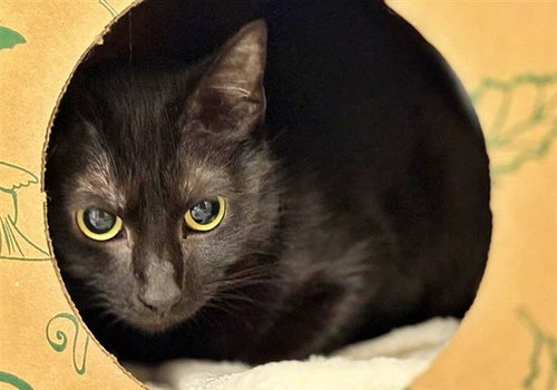 TAMARA, an adoptable Domestic Medium Hair in St. Louis, MO