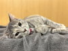 MOONPIE - Photo 1