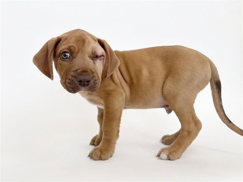 NOEL, an adoptable Pit Bull Terrier in St. Louis, MO