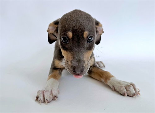 ALEXANDER MCQUEEN, an adoptable Pit Bull Terrier in St. Louis, MO