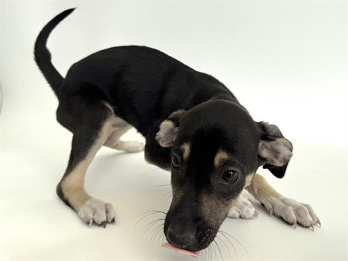 DONATELLA VERSACE, an adoptable Pit Bull Terrier in St. Louis, MO