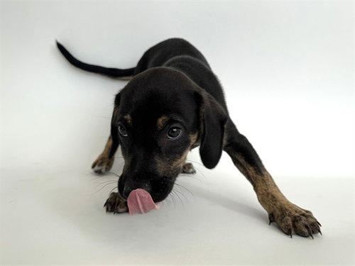 LOUIS VUITTON, an adoptable Pit Bull Terrier in St. Louis, MO