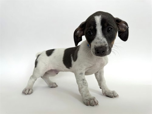 CHRISTIAN DIOR, an adoptable Pit Bull Terrier in St. Louis, MO
