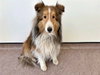 TANNER - Photo 1