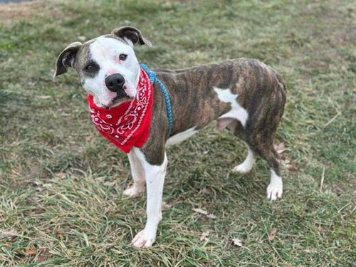MUFASA, an adoptable Pit Bull Terrier in St. Louis, MO