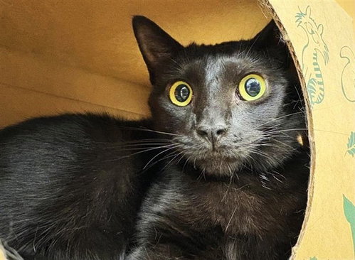 AKASHA - Domestic Medium Hair available for adoption