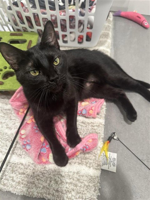 AKASHA, an adoptable Domestic Medium Hair in St. Louis, MO