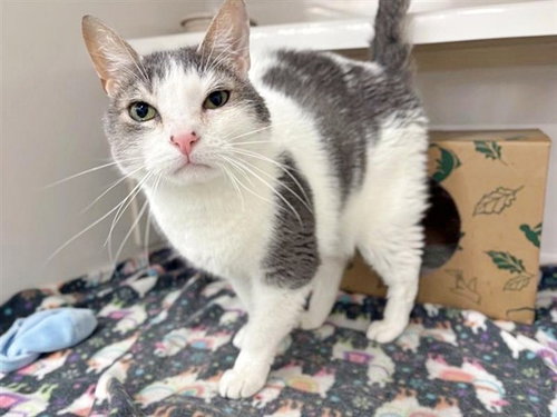 GOOSE, Adult Domestic Medium Hair (medium coat), cat for adoption in Chesterfield, Missouri