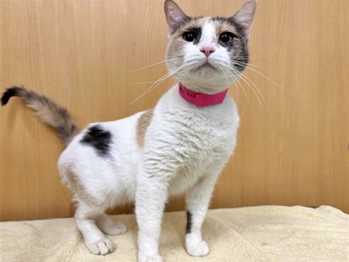 LUCKY LAIKYN - Domestic Medium Hair available for adoption