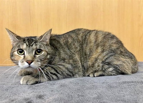 SELENE, an adoptable Domestic Medium Hair in St. Louis, MO