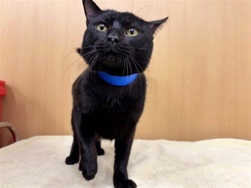 GRIM - Domestic Medium Hair available for adoption