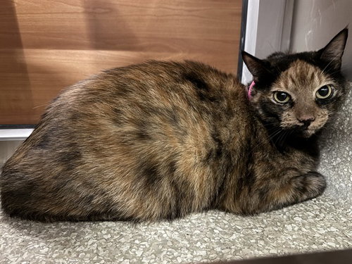 BB, an adoptable Domestic Medium Hair in St. Louis, MO