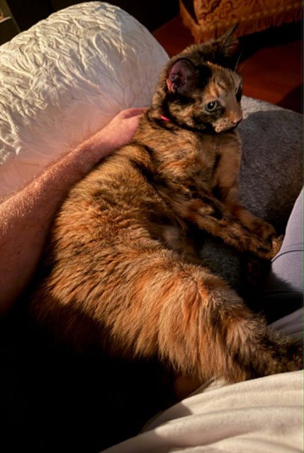 BB, Senior Domestic Medium Hair (medium coat), cat for adoption in Saint Louis, Missouri