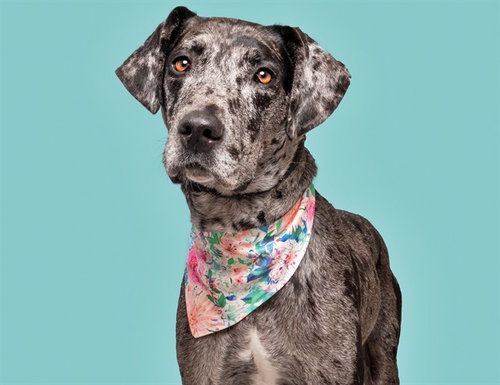 OPALITE, an adoptable Catahoula Leopard Dog in St. Louis, MO
