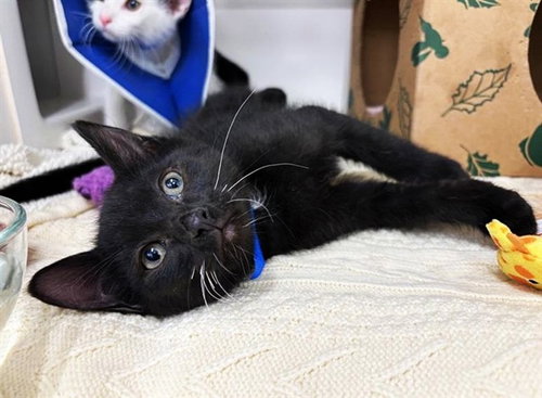BLINKY - Domestic Short Hair available for adoption