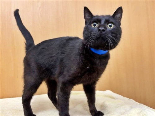 BRAD - Domestic Short Hair available for adoption
