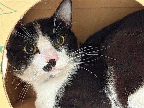 STUART - Domestic Short Hair available for adoption