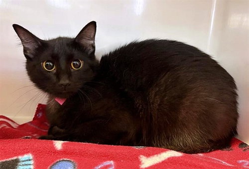 MARILYN - Domestic Short Hair available for adoption