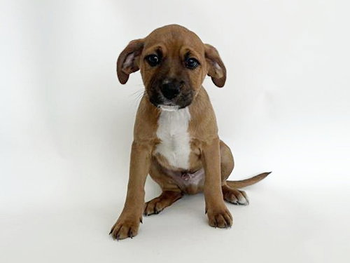 MOON, an adoptable Pit Bull Terrier in St. Louis, MO