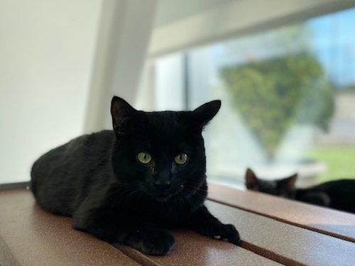 GRACIE, an adoptable Domestic Short Hair in St. Louis, MO
