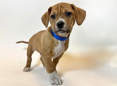 PAPA BEAR, an adoptable Pit Bull Terrier in St. Louis, MO