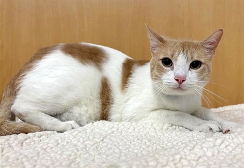 THOR - Domestic Short Hair available for adoption