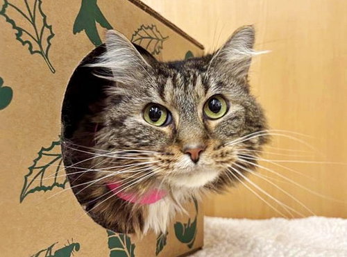 XENIA - Domestic Short Hair available for adoption