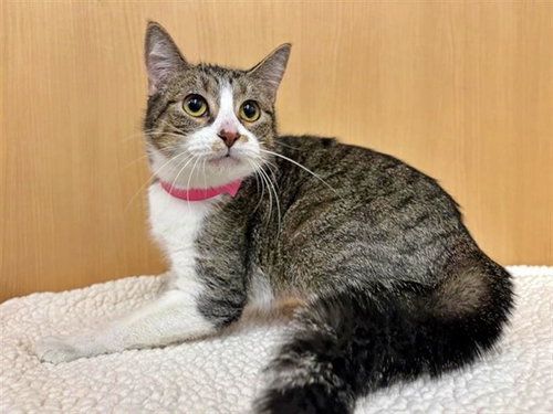 XENA - Domestic Short Hair available for adoption