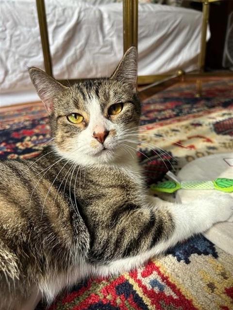 XENA, Adult Domestic Short Hair (medium coat), cat for adoption in Chesterfield, Missouri