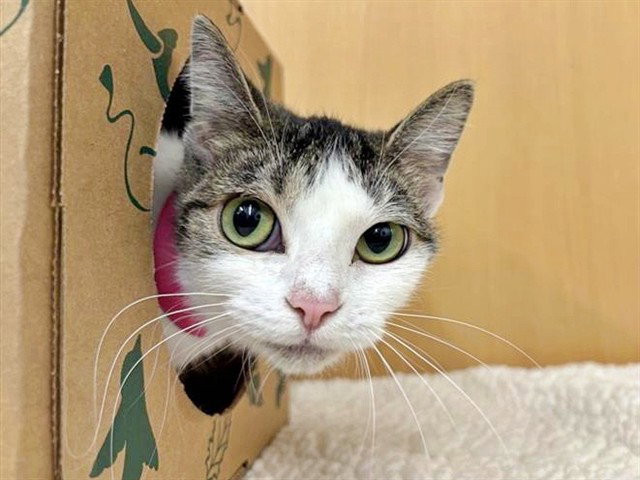 ROSIE Image