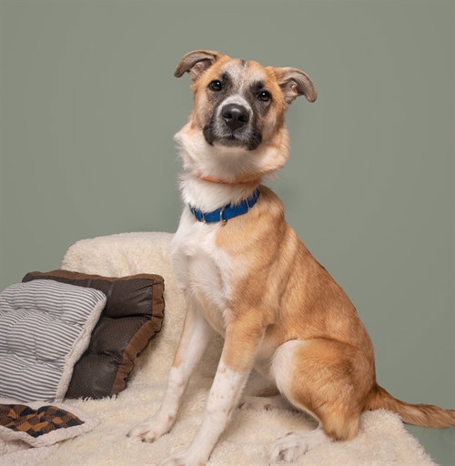 BEETHOVEN - Terrier available for adoption