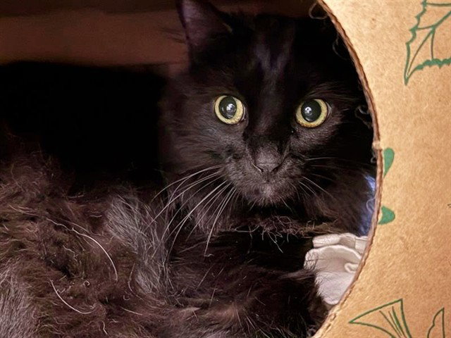 SALEM Image