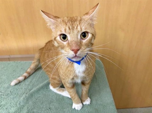 PEACHES - Domestic Short Hair available for adoption
