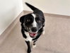 BANDIT - Photo 1