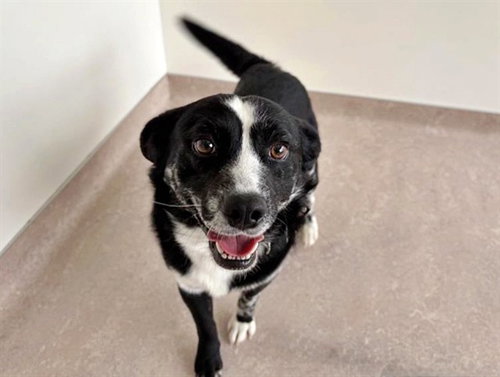 BANDIT - Labrador Retriever available for adoption