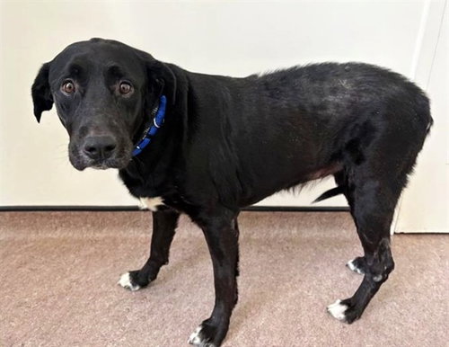 OLIVE, an adoptable Labrador Retriever in St. Louis, MO