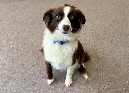 SISSY - Border Collie available for adoption