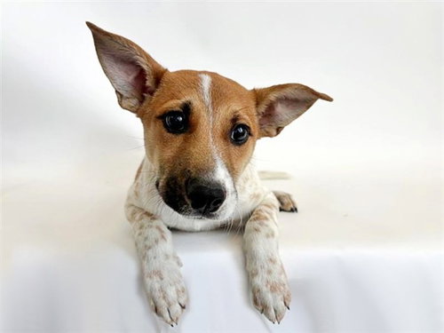 SABRE, an adoptable Terrier in St. Louis, MO
