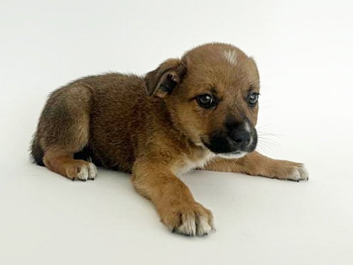 GANDALF - Terrier available for adoption