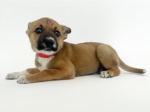 GARNET - Terrier available for adoption