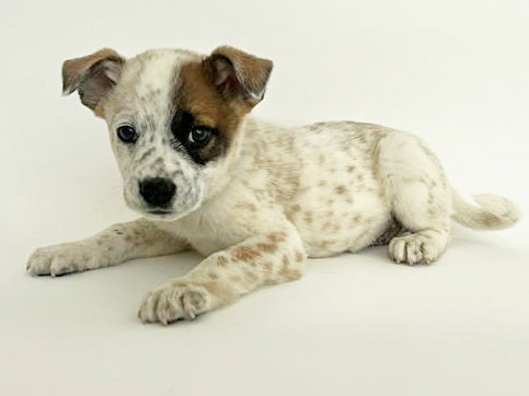 GATSBY - Terrier available for adoption