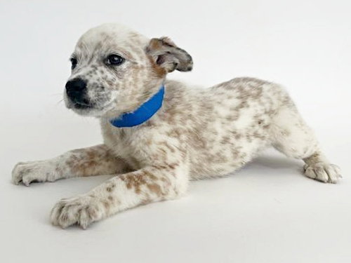 GOLIATH - Terrier available for adoption