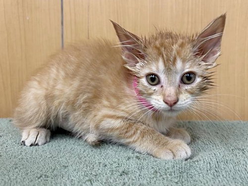KORERO - Domestic Short Hair available for adoption