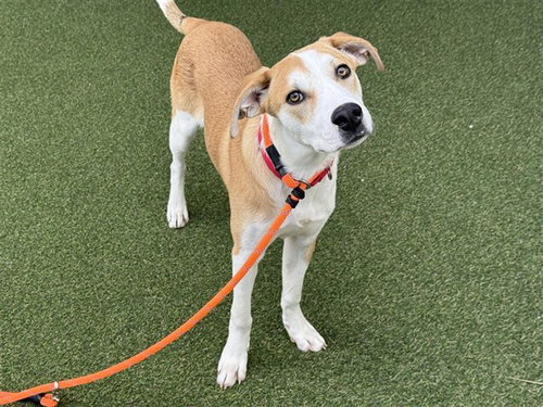 RICHARD, an adoptable Terrier in St. Louis, MO