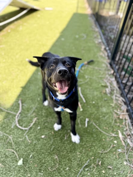 MICHAEL SCOTT - Border Collie available for adoption
