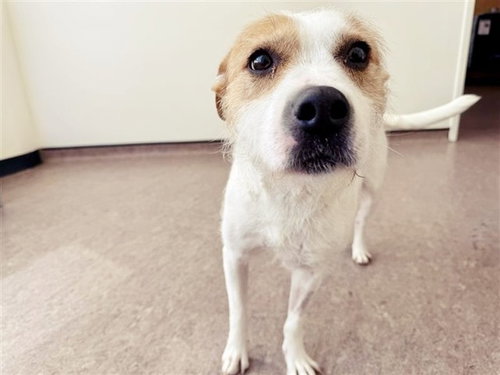 PHYLLIS VANCE - Terrier available for adoption