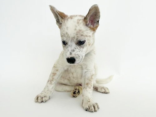 GROOT - Terrier available for adoption