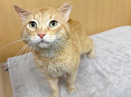 CHEDDAR, an adoptable Domestic Short Hair in St. Louis, MO